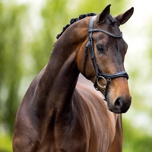 BR hoofdstel Stanley